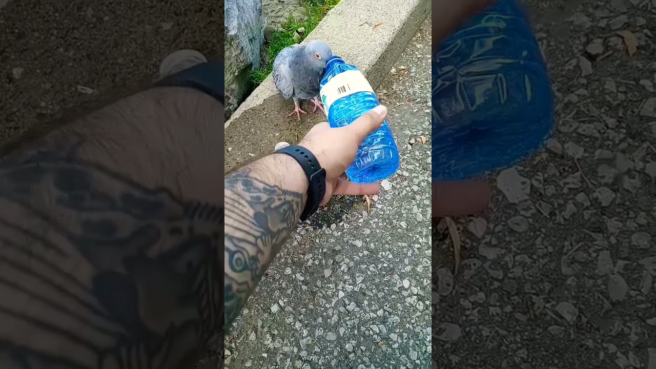 Canada's Heatwave: Thirsty Dehydrated Bird Help #wildlife & #nature #canada #rescue #health #learn