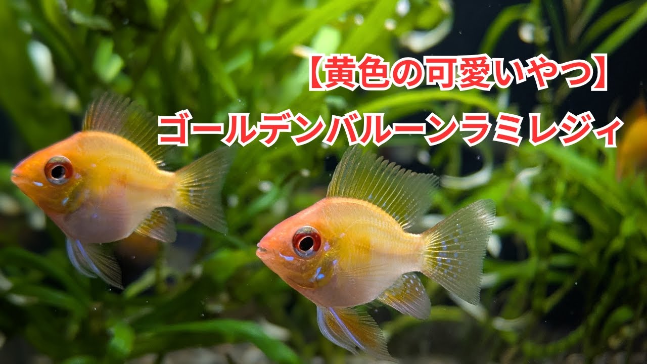 【丸くて黄色】ゴールデンバルーンラミレジィをご紹介！