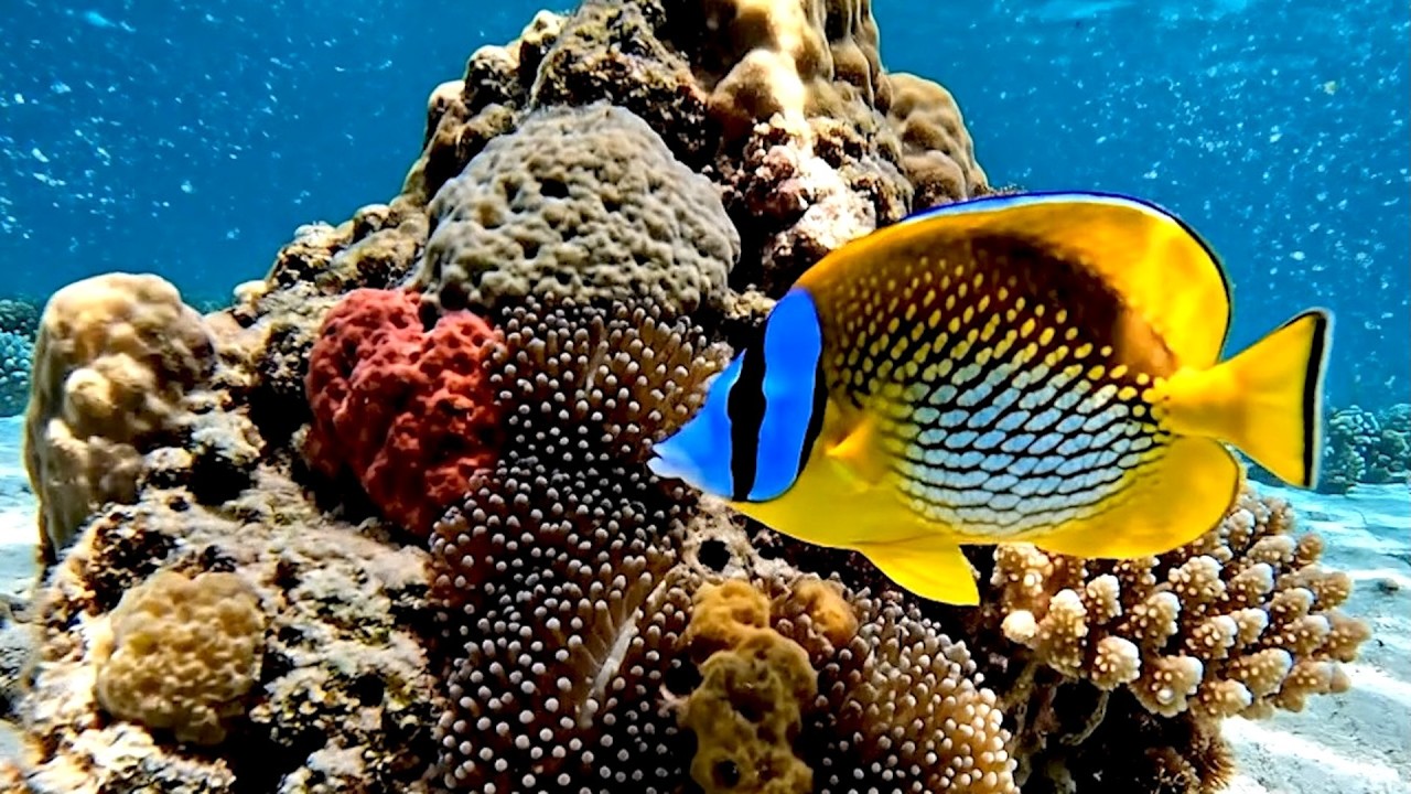 Vibrant Coral Reef in 4K 🌊 Ocean Relaxation for Sleep