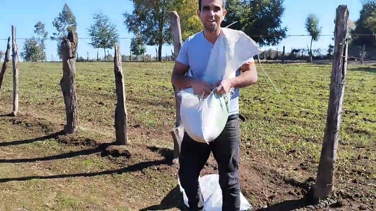 Sembrando avena 🌾🌾 a mano