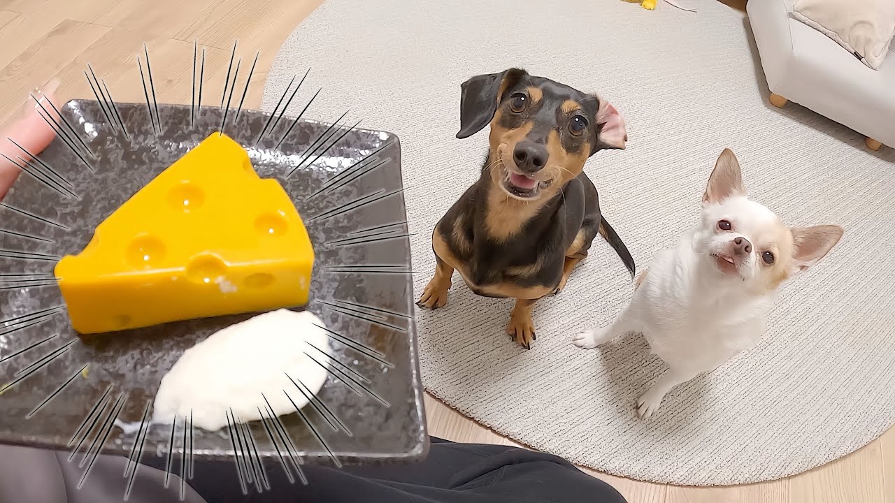 トラブル満載！過去最低なのんいの合同誕生日会がコチラ