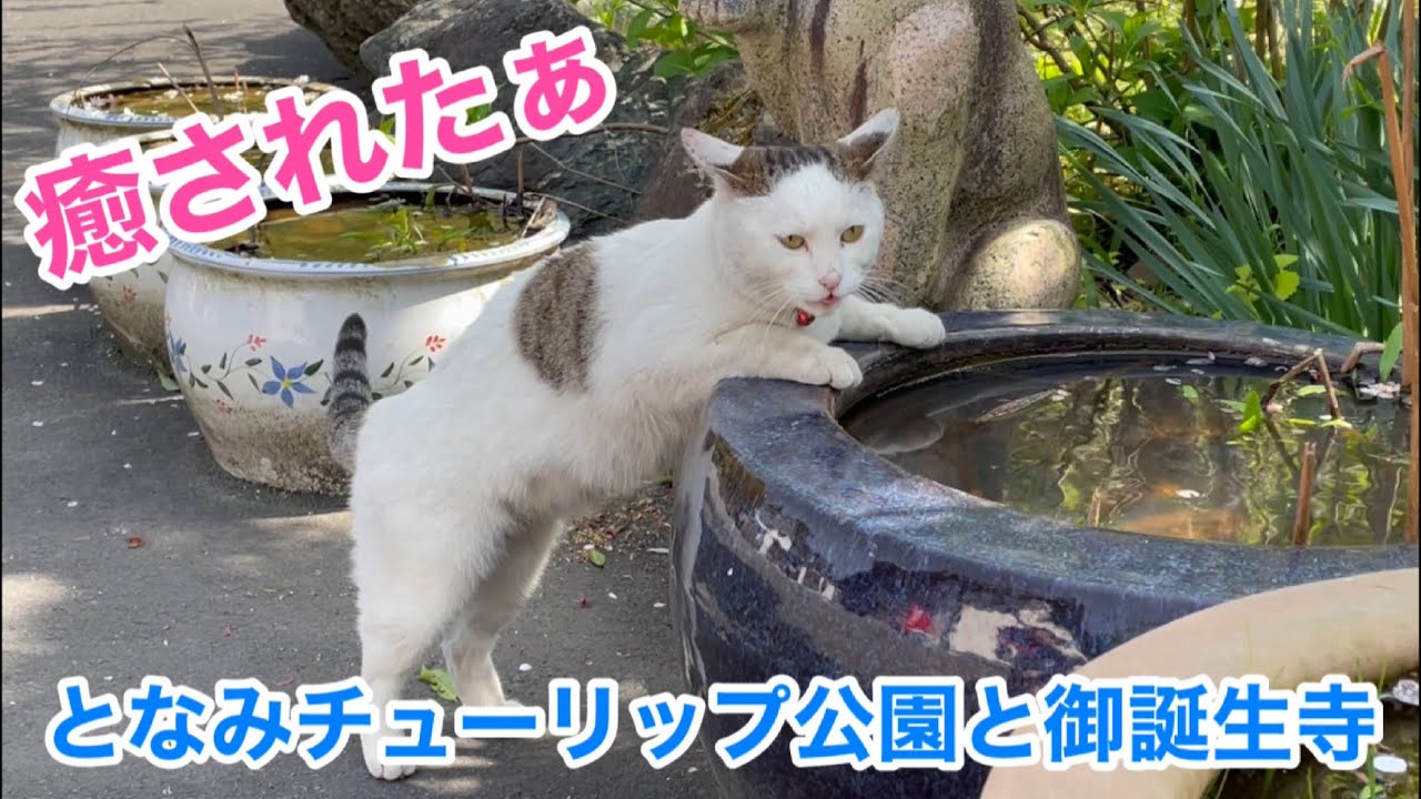 満開のチューリップとネコ達に癒されました…  となみチューリップ公園〜御誕生寺【ランクルで行く北陸 行き当たりばったりの旅④】