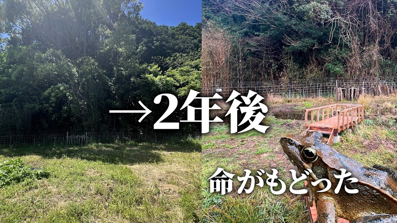 放置したビオトープ、2年後こうなりました・・・