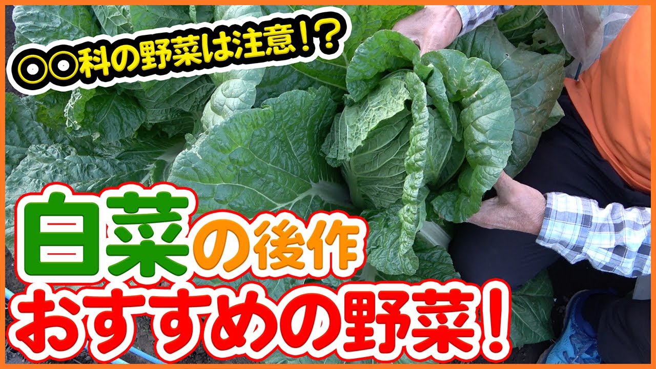 白菜の後作！家庭菜園や農園で白菜栽培の後すぐ植え付け出来るおすすめ野菜をご紹介！連作障害を気にせず楽しめる野菜とは！？【農園ライフ】