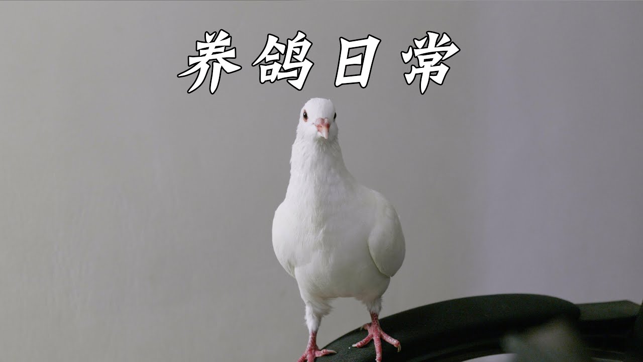 宠物养得久了，你与它之间是不是产生了某种默契？