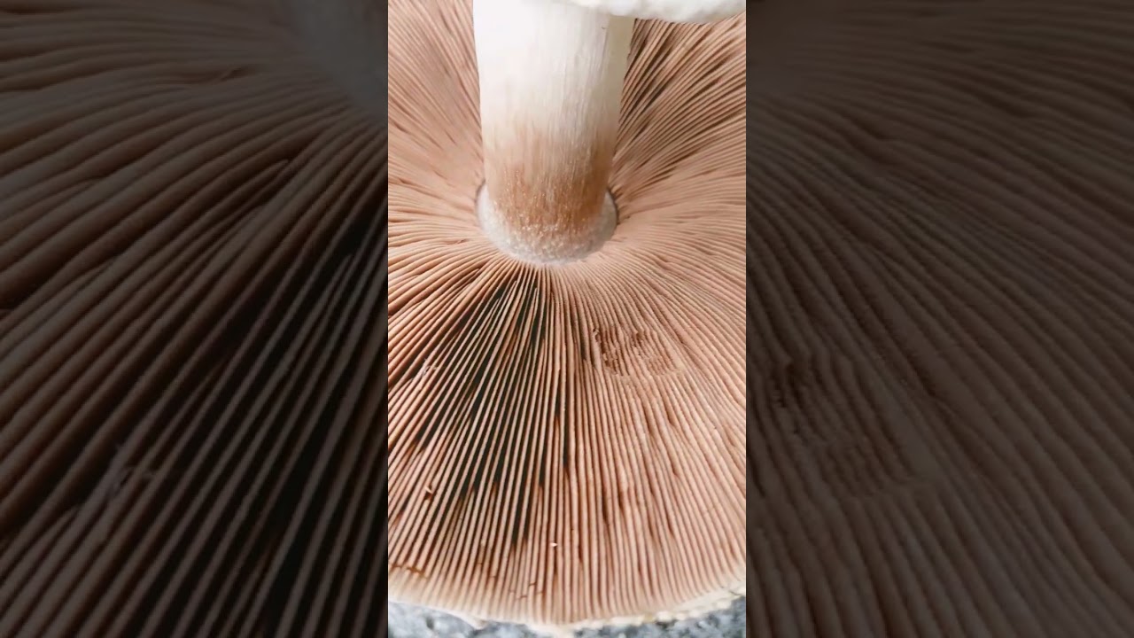 Yellow stainer - Agaricus xanthodermus
