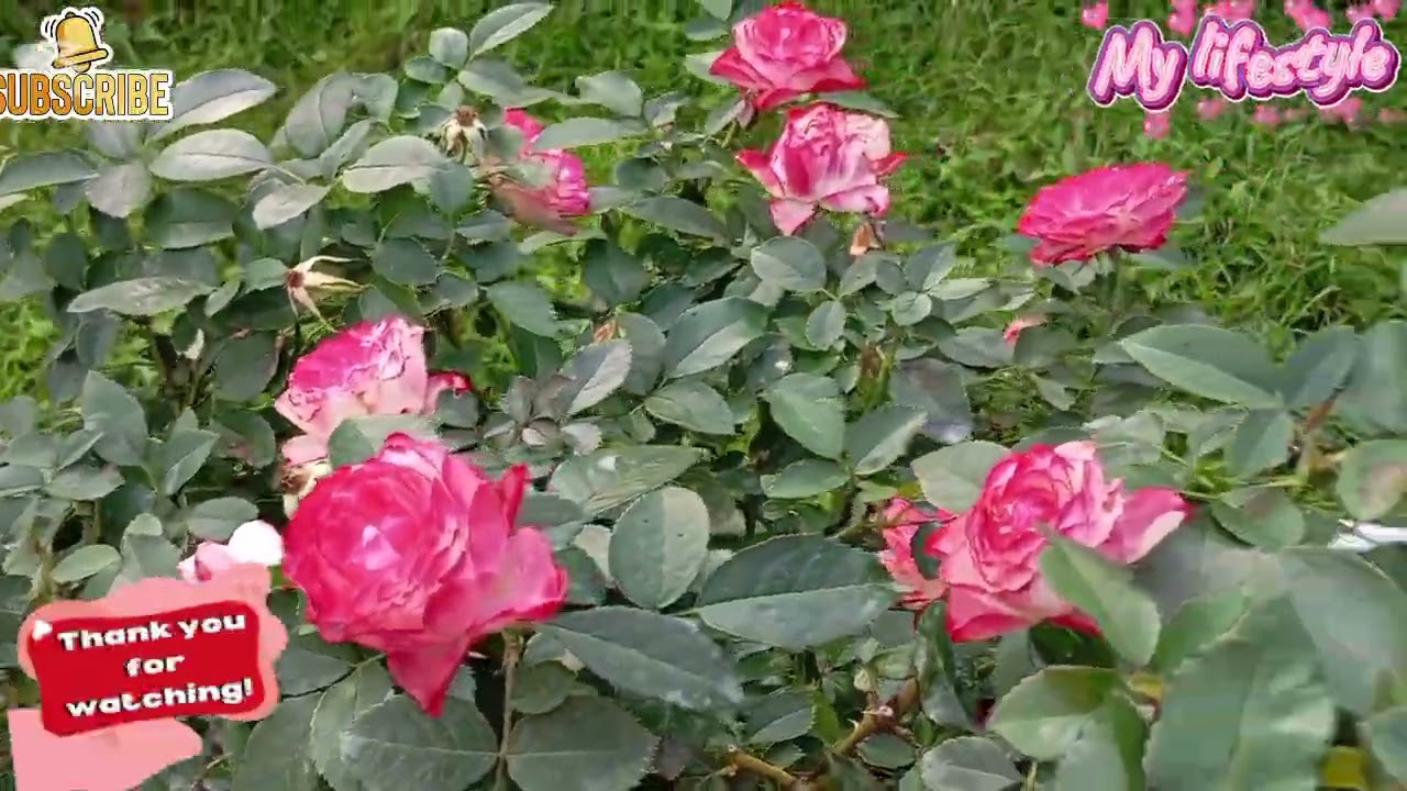 Going to Rose Garden daming tao#adventure #beautiful #flowers 