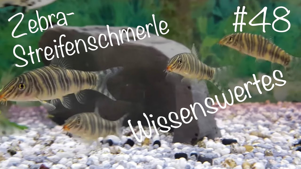 Die Zebra- Streifenschmerle | Wissenswertes #48