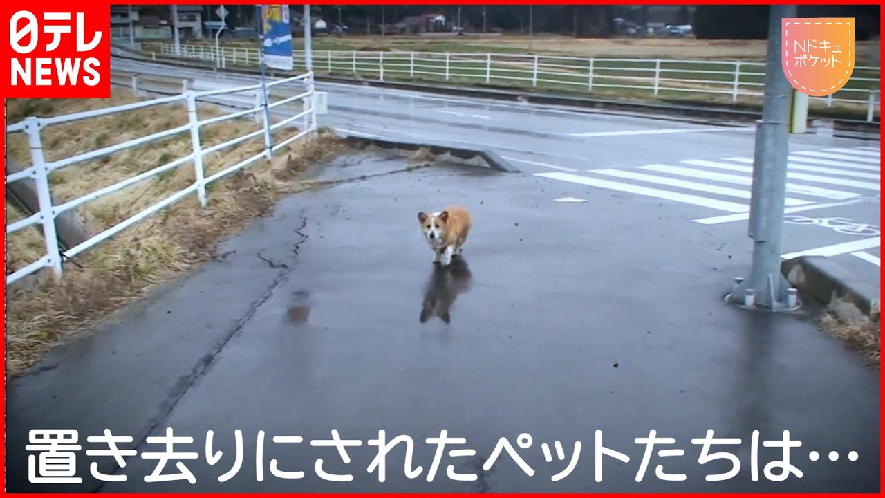 【NNNドキュメント】野生化した犬や猫… 原発事故で放された動物のその後　NNNセレクション  【Life of pets abandoned after nuclear accident】