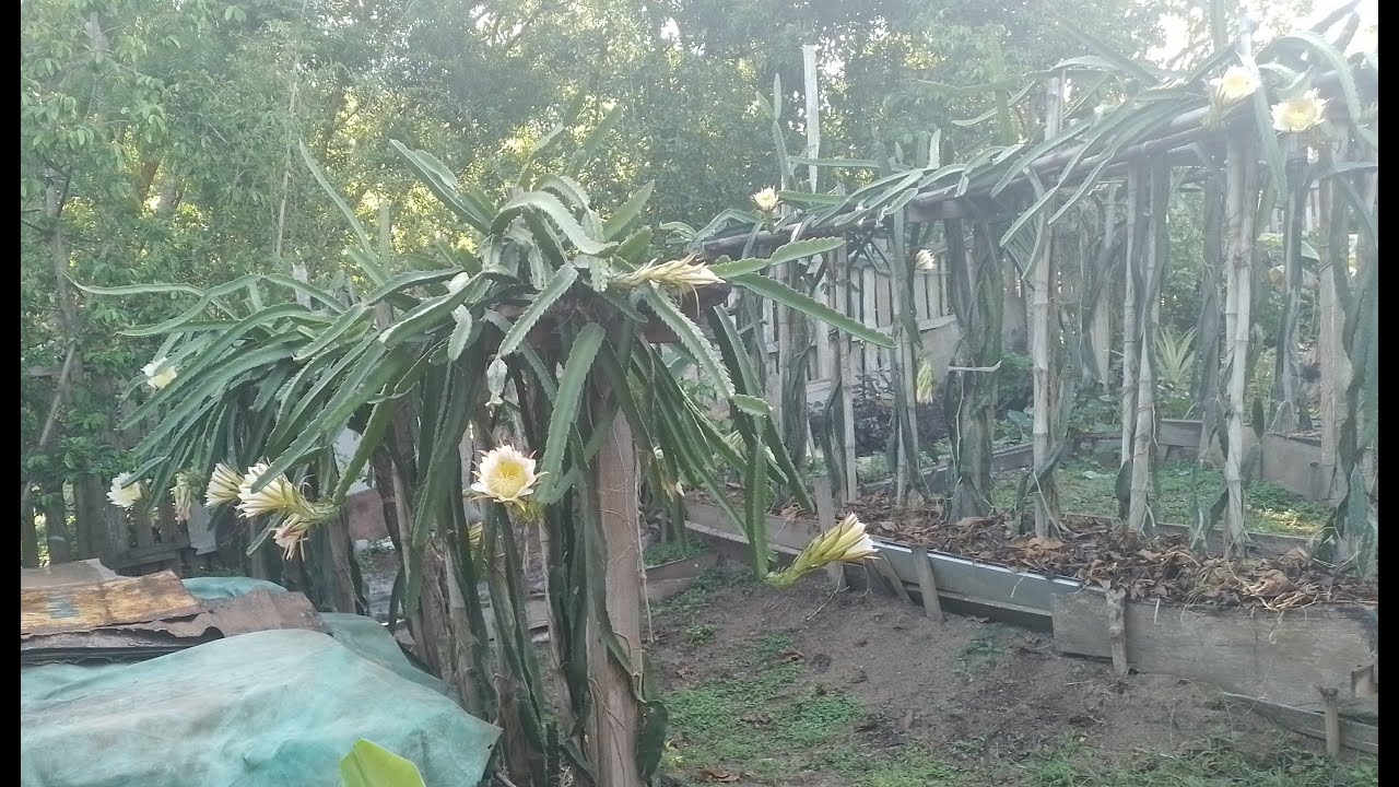 The Flowering Process of Dragon Fruit Plants - Papua New Guinea