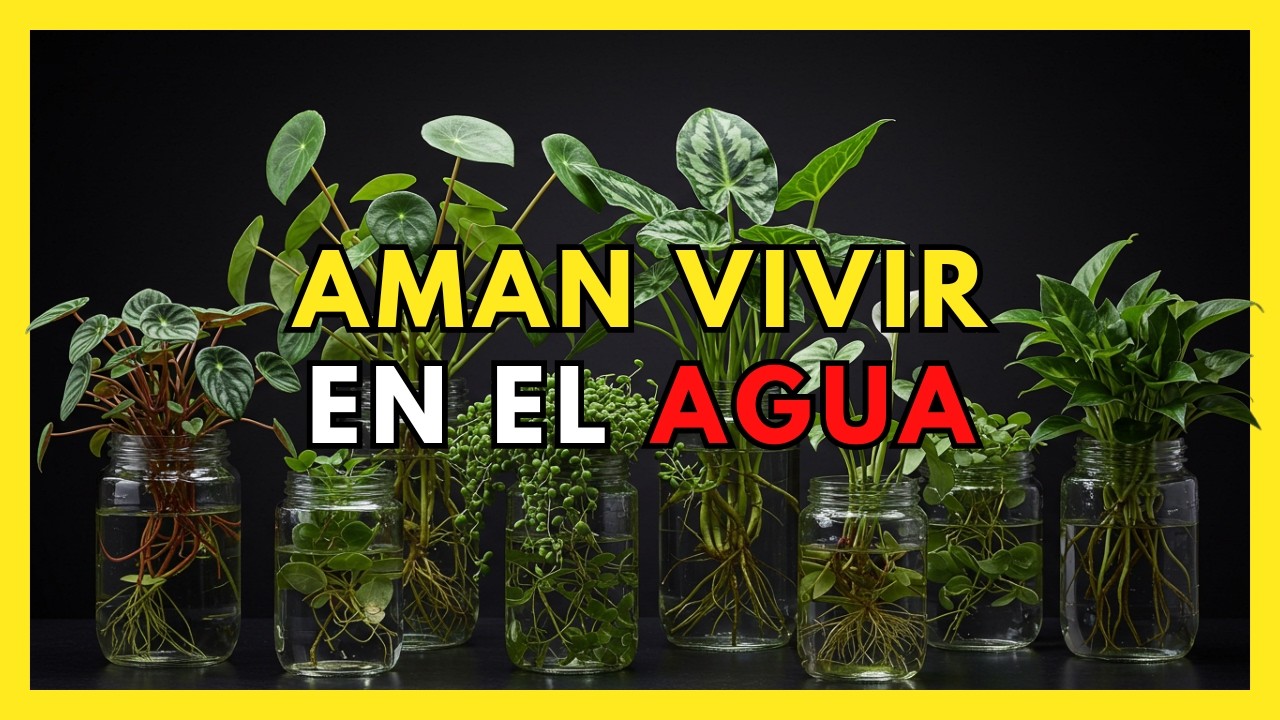 10 PLANTAS de AGUA que debes tener en tu CASA
