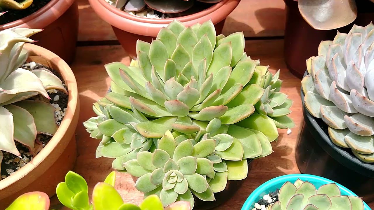 floração de aeoniuns e mesa abençoada com suculentas