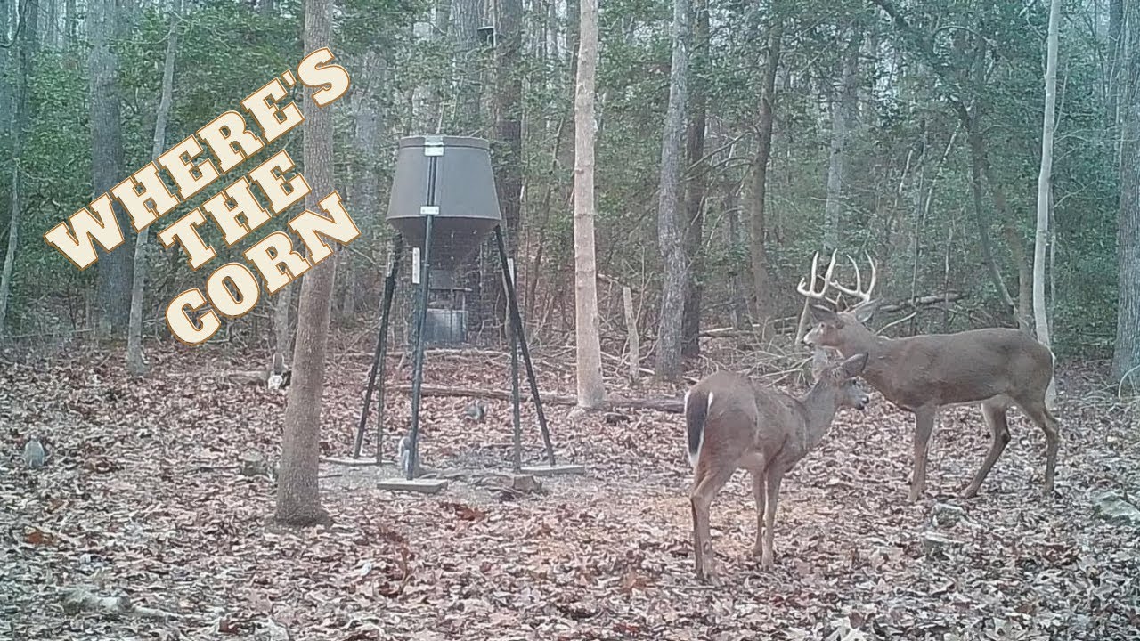 Boss Buck 200 Pound Auto Feeder | Modern Homestead