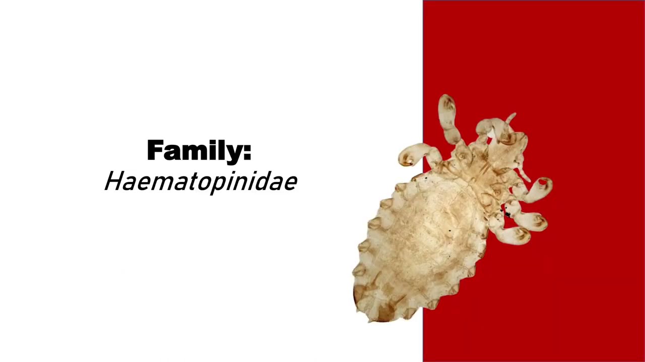 VET PARA 1 | Lice: Anoplura | Chapter 7.2 (Student Output)