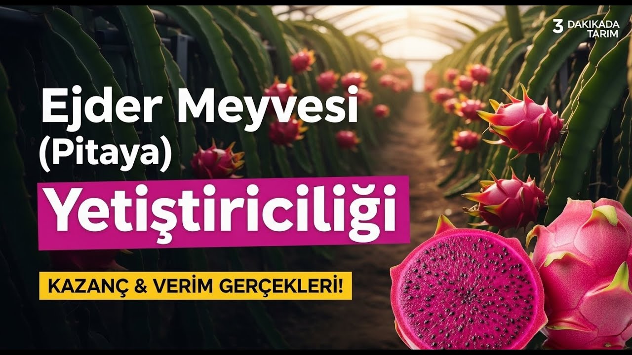 Ejder Meyvesi (Pitaya) Yetiştiriciliği | 1 Dekarda Kazanç, Maliyet ve Verim Gerçekleri!