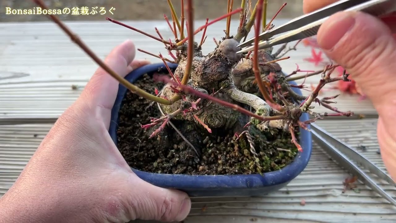 【YMJ】プレステラに入らない山もみじとデロンギの話 #盆栽 #bonsai