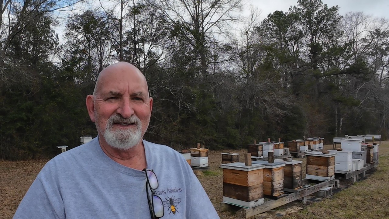 Checking The Light Hives
