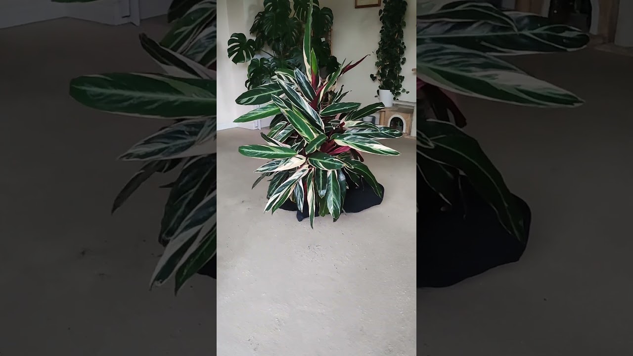 😱Too Old/Big For This Trend!😱 