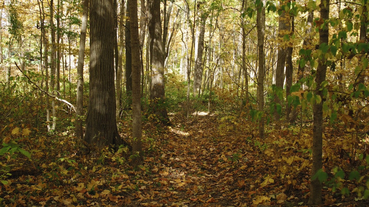Entspannungsmusik - Tiefenentspannung im Herbstwald - Stressabbau