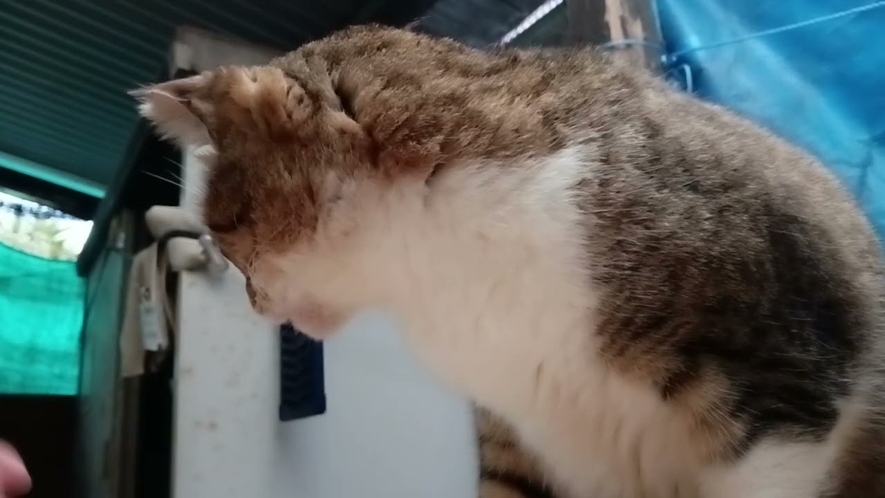 2026年2月8日 寒い夕方の中の猫たち