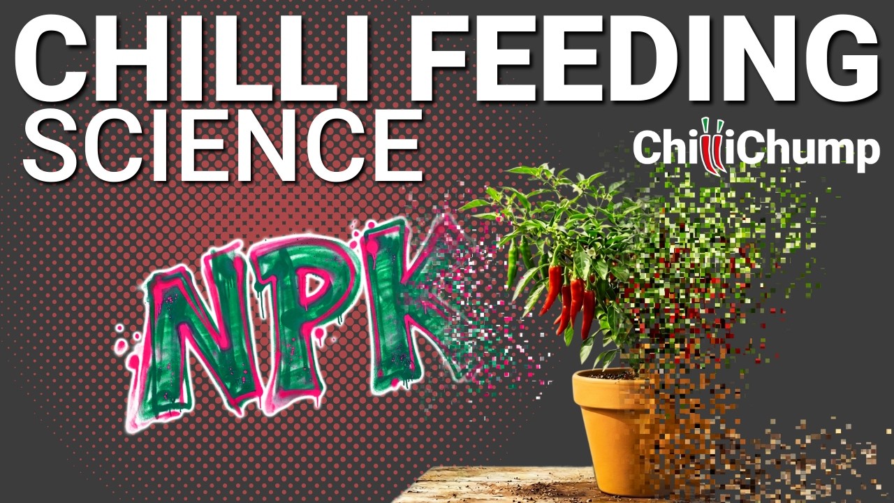 Your Chilli Feed is Holding You Back