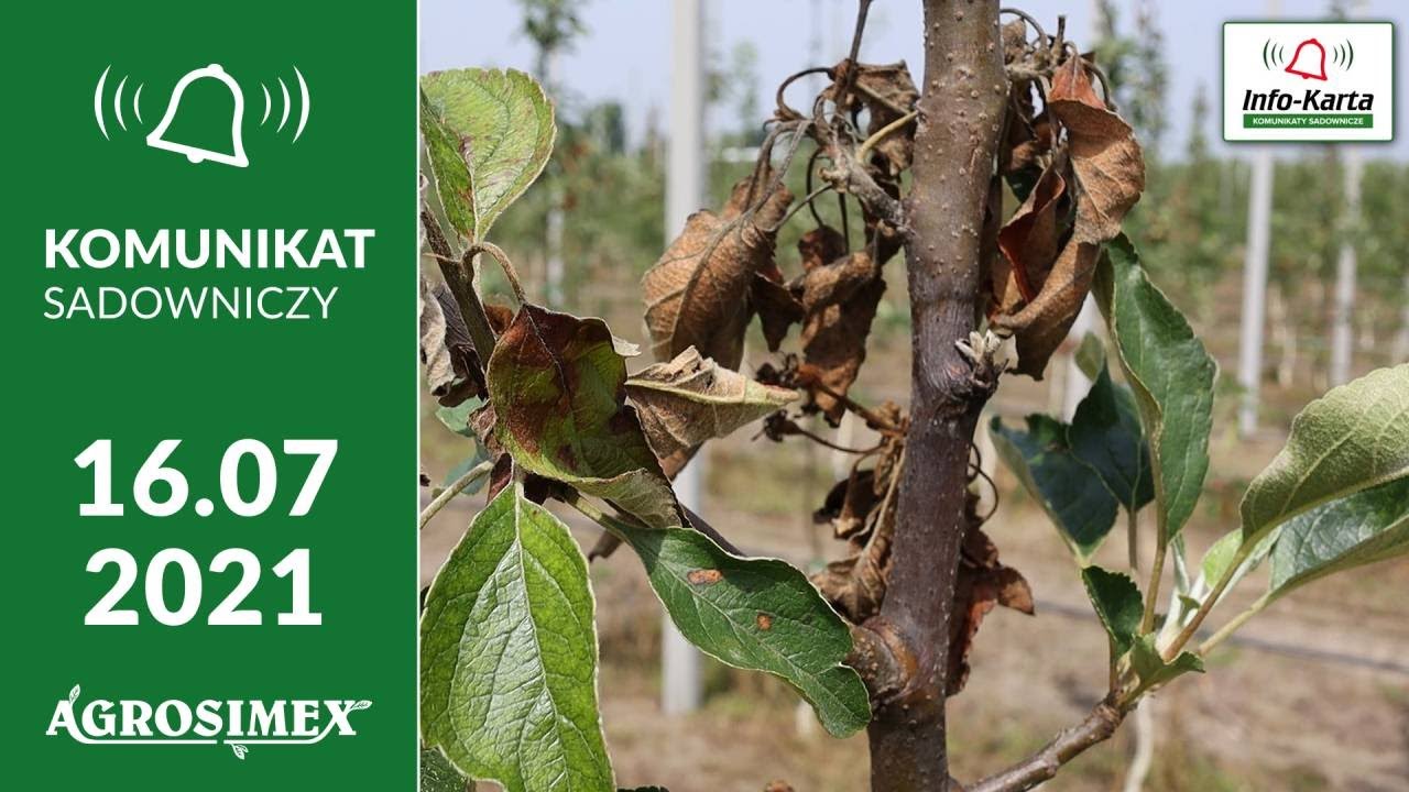 Duże zagrożenie w sadach - Zaraza ogniowa - Komunikat sadowniczy Agrosimex