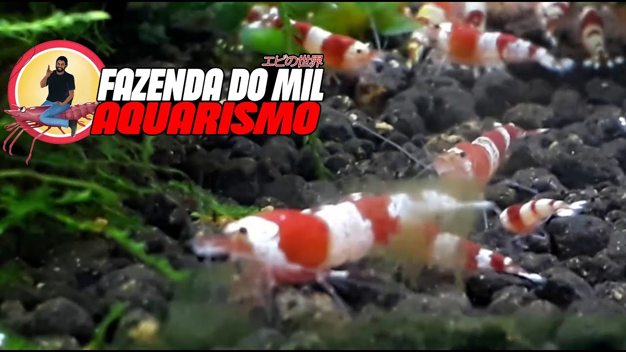 COMO DIFERENCIAR CAMARÕES MACHOS E FÊMEAS