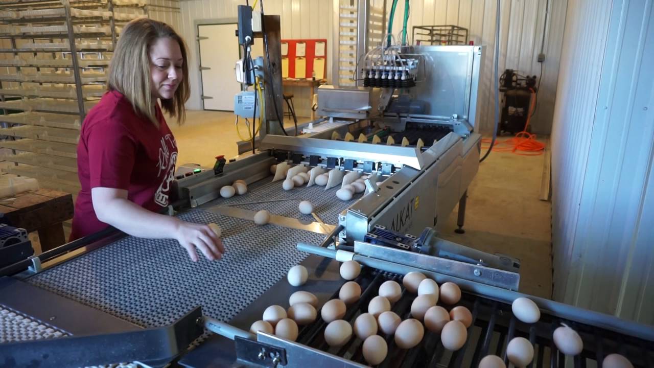 SANOVO-STAALKAT Hatchery Packer - QM Conveyor 2016