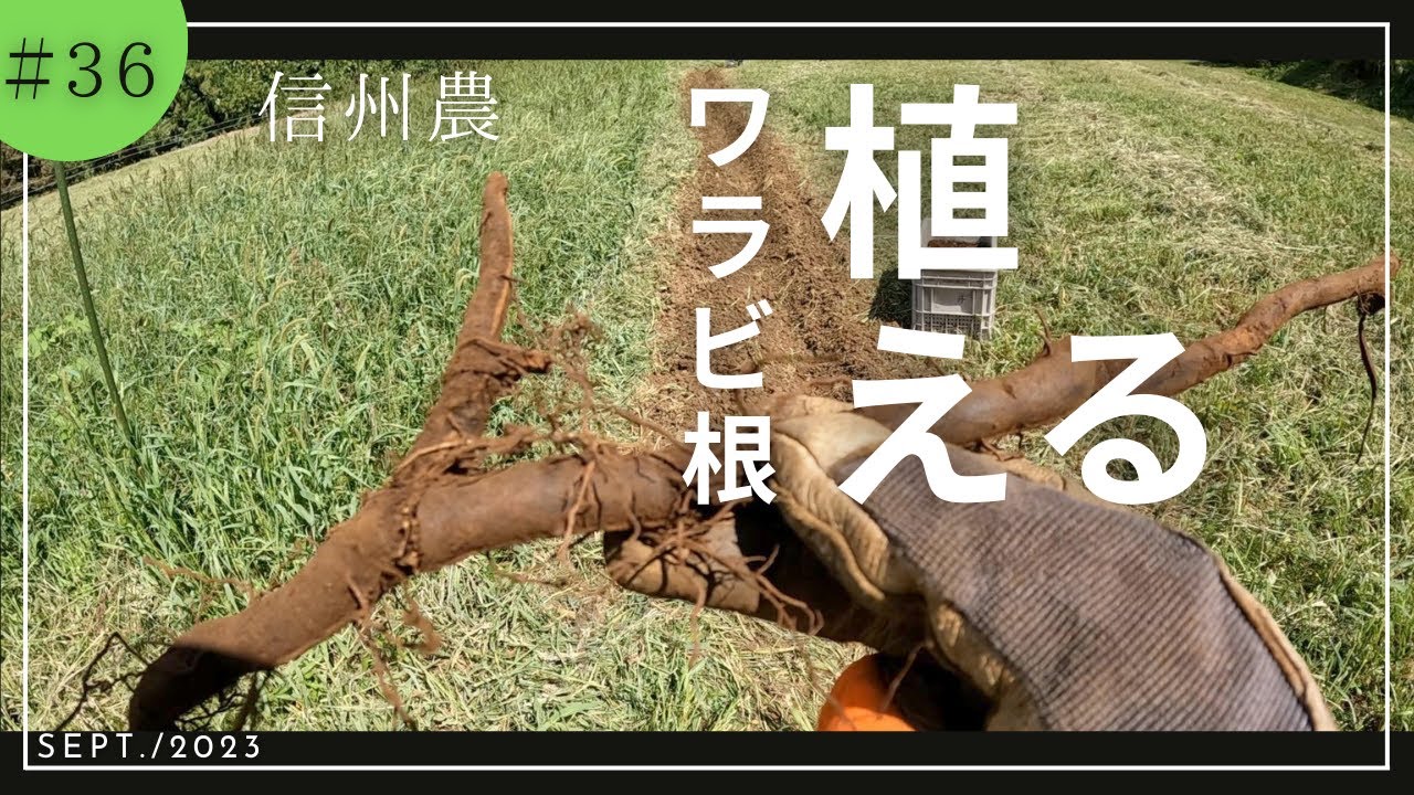 【草刈り】【ワラビ畑】ワラビ根定植２回目やっていきます。