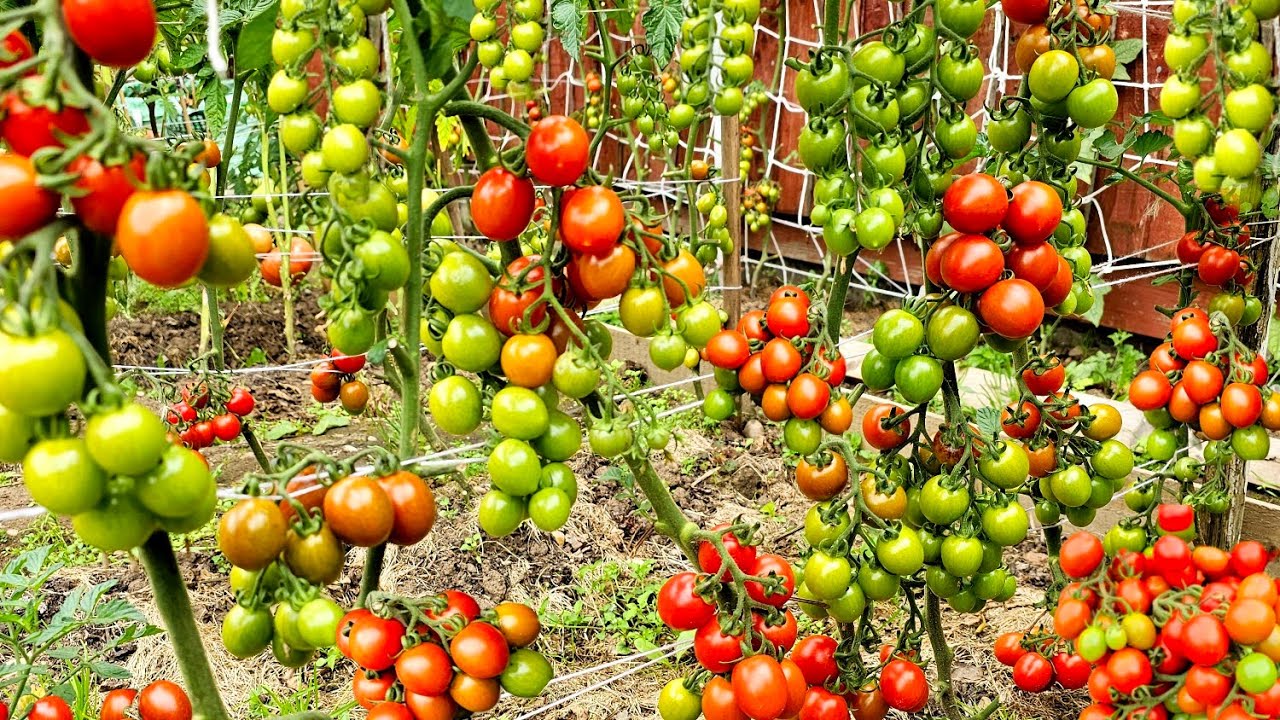 Organic vegetable Garden Harvest, Salad Tomatoes Gardening Ideas for Home Tomatoes 