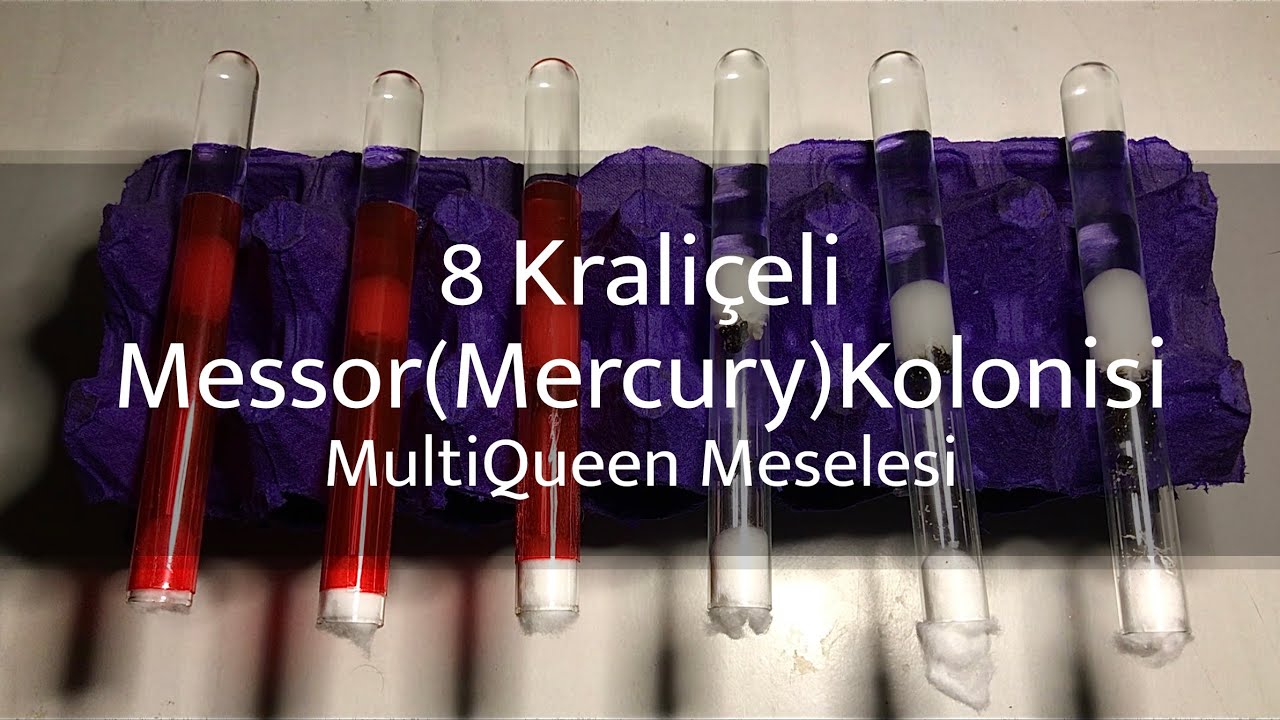 8 Kraliçeli Messor(Mercury)Kolonisi - MultiQueen Meselesi - Bölüm 1