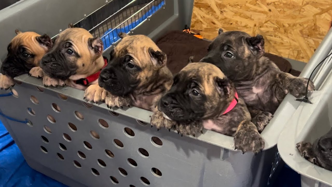 BIG BODY PRESA - Presa Canario puppies for sale