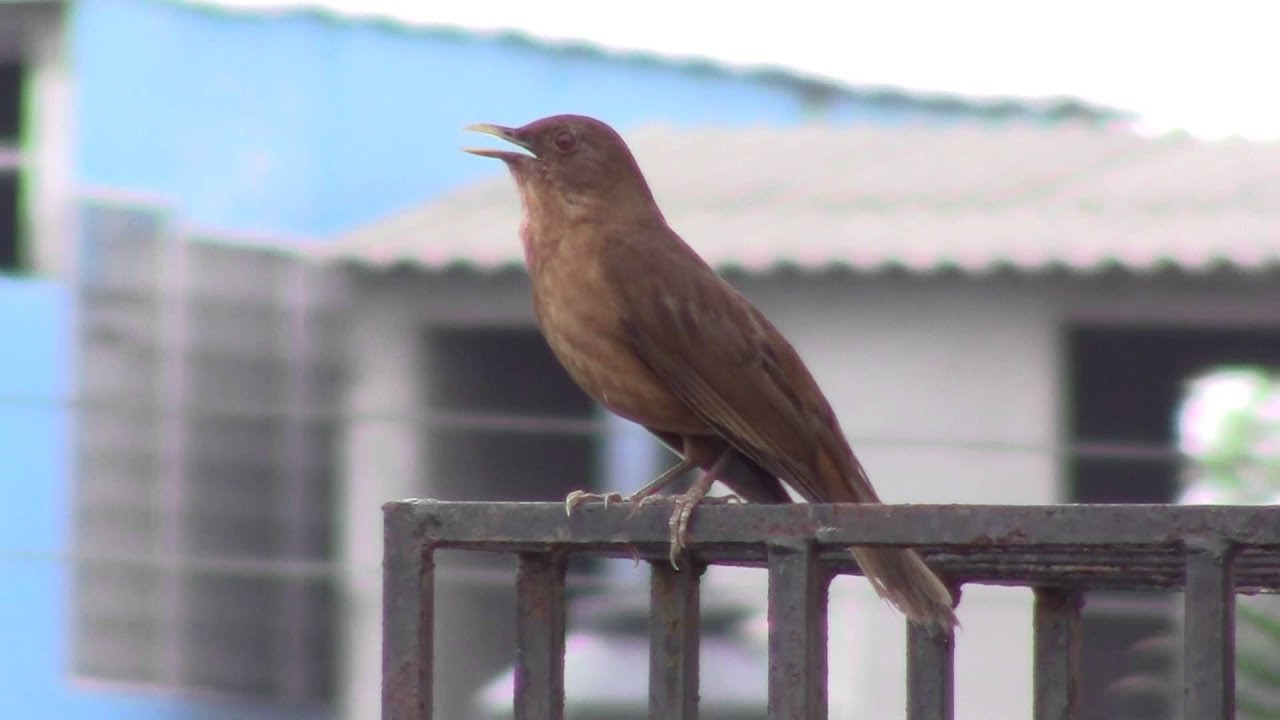 Mirlo Primavera Turdus Gravyi Yiguirro