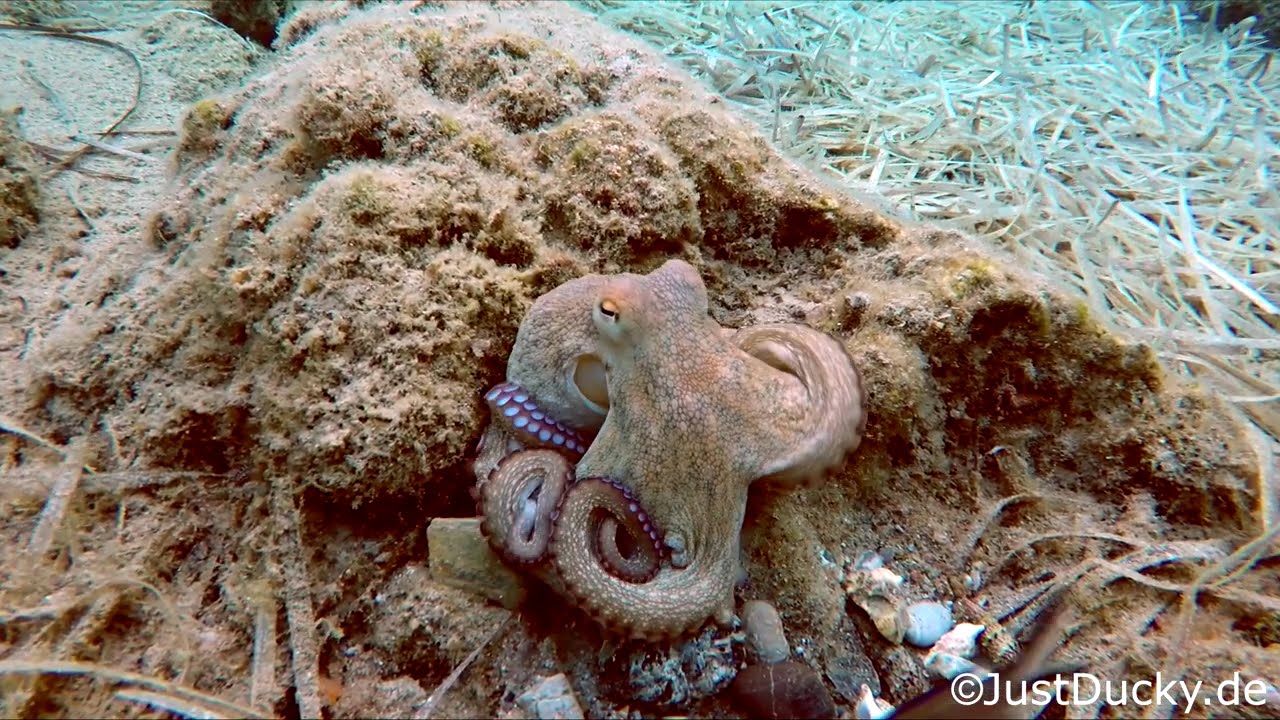 Octi, morning July 26, tentacles play.