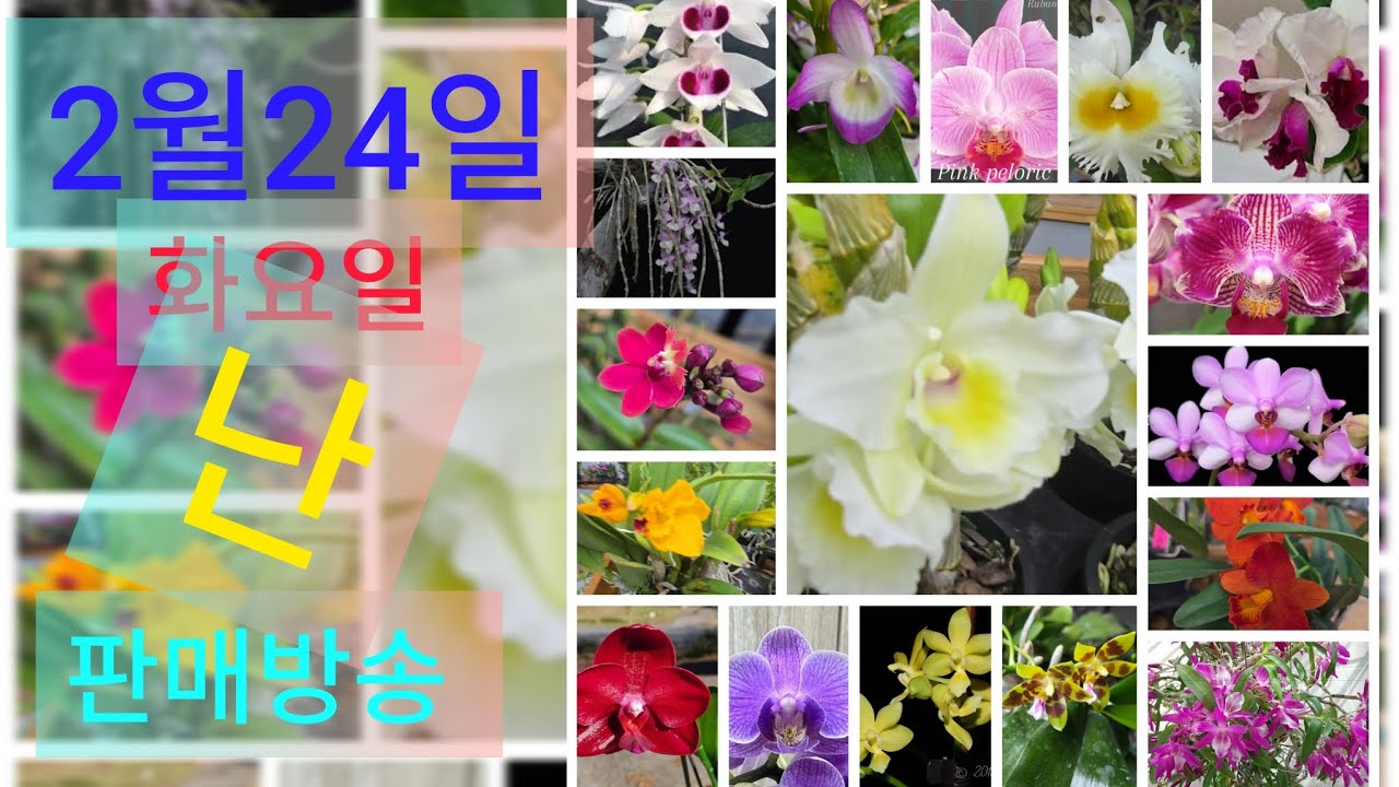 2월24일 화요일 난 부분세일 방송 ❤️ 