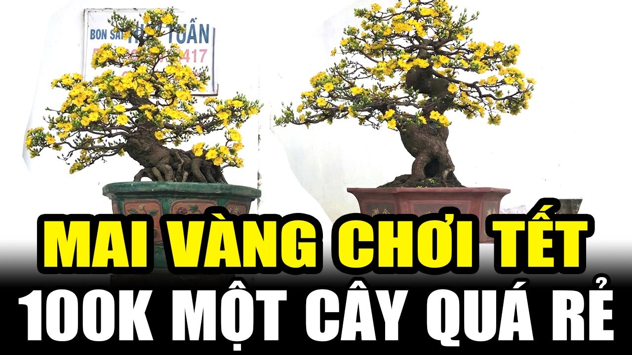 Giá Mai Vàng Tết 2026 Rẻ Như Cho, Nhà Vườn Bán Lỗ Thu Hồi Vốn