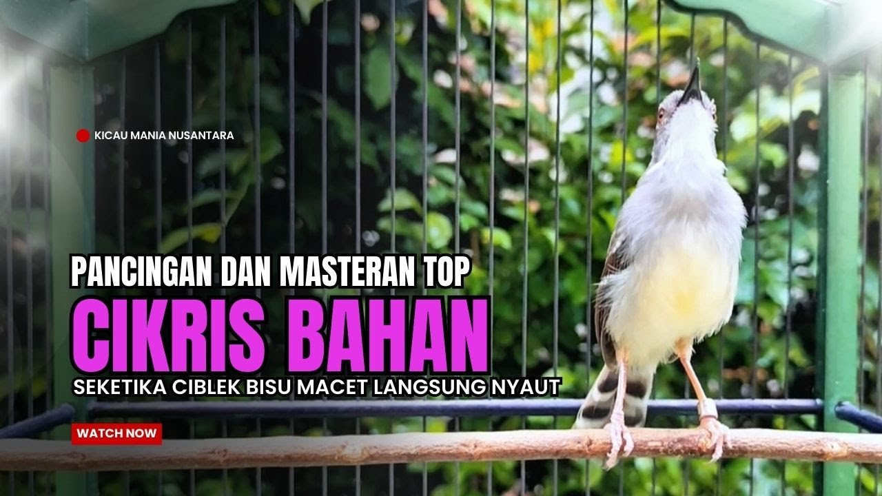 Burung Ciblek SEMI Gacor NGEBREN Untuk Pancingan Ciblek dan MASTERAN BURUNG Kesayangan Anda