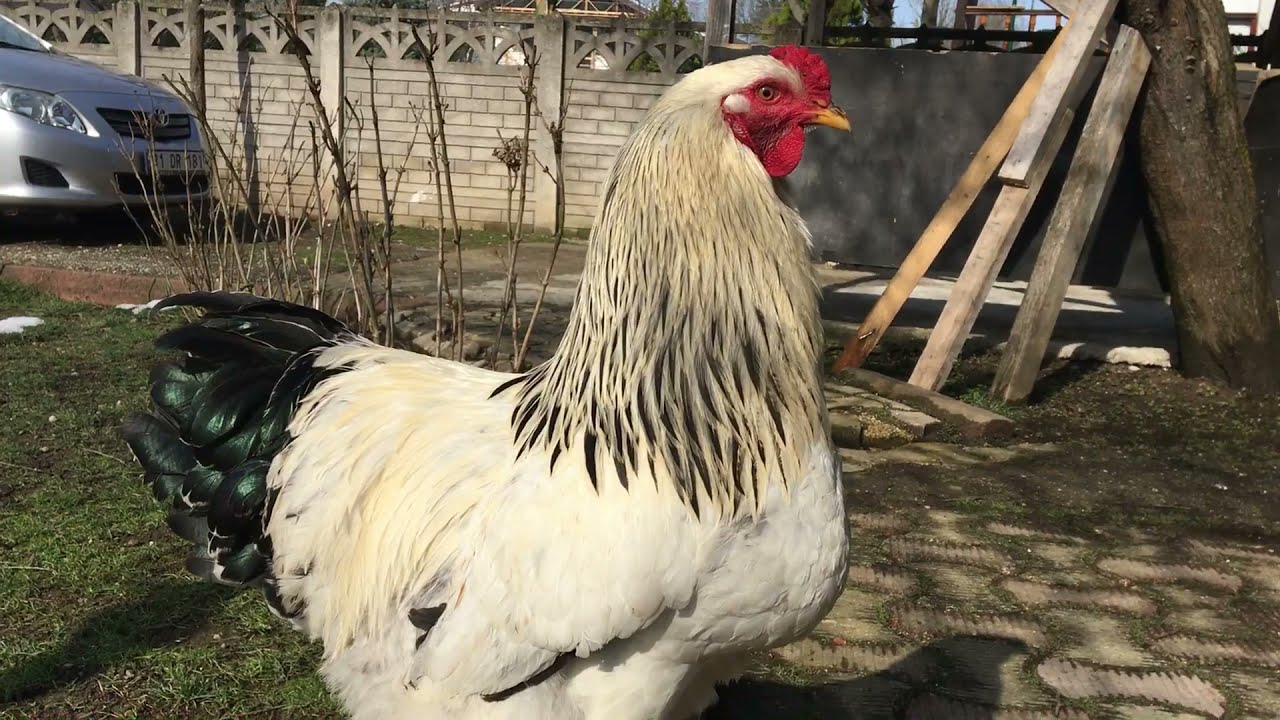 Light Brahma- Turkish Farm |Brahma#3|