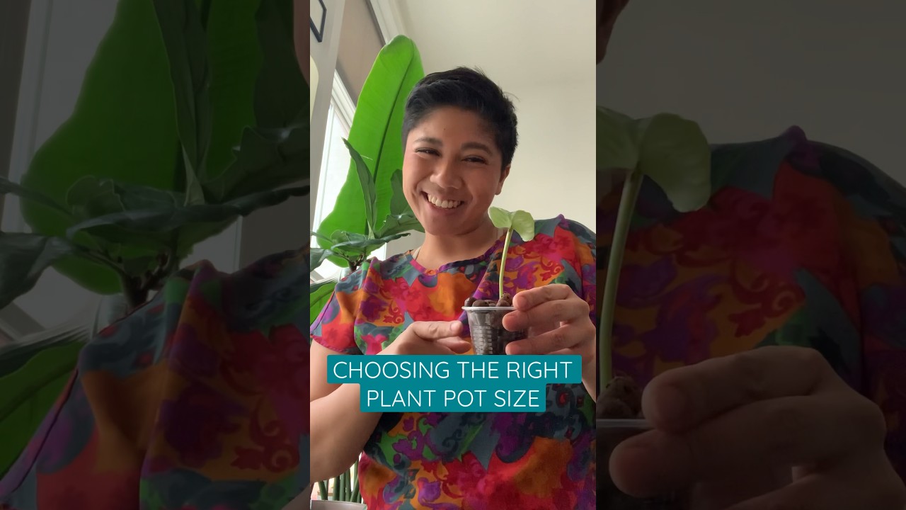 HOW to choose the right pot size for your #houseplant