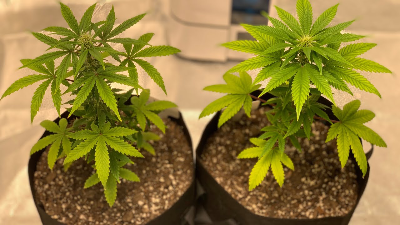 420 FastBuds Lemon Pie Auto | Strawberry Pie Auto. Seed to Harvest Ep 4