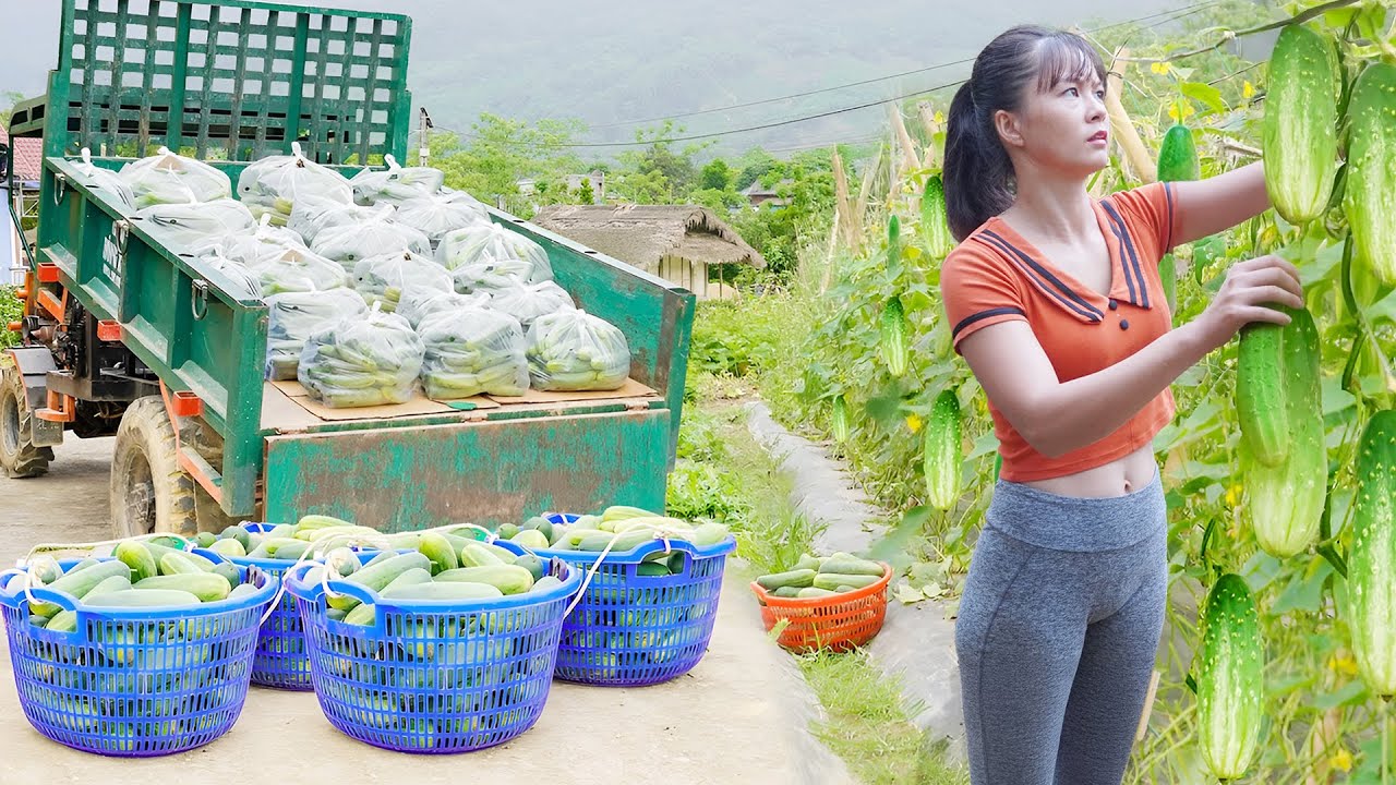 Use 3-Wheeled Truck To Harvesting Many Fresh Cucumbers Goes To Market Sell - Farm Life