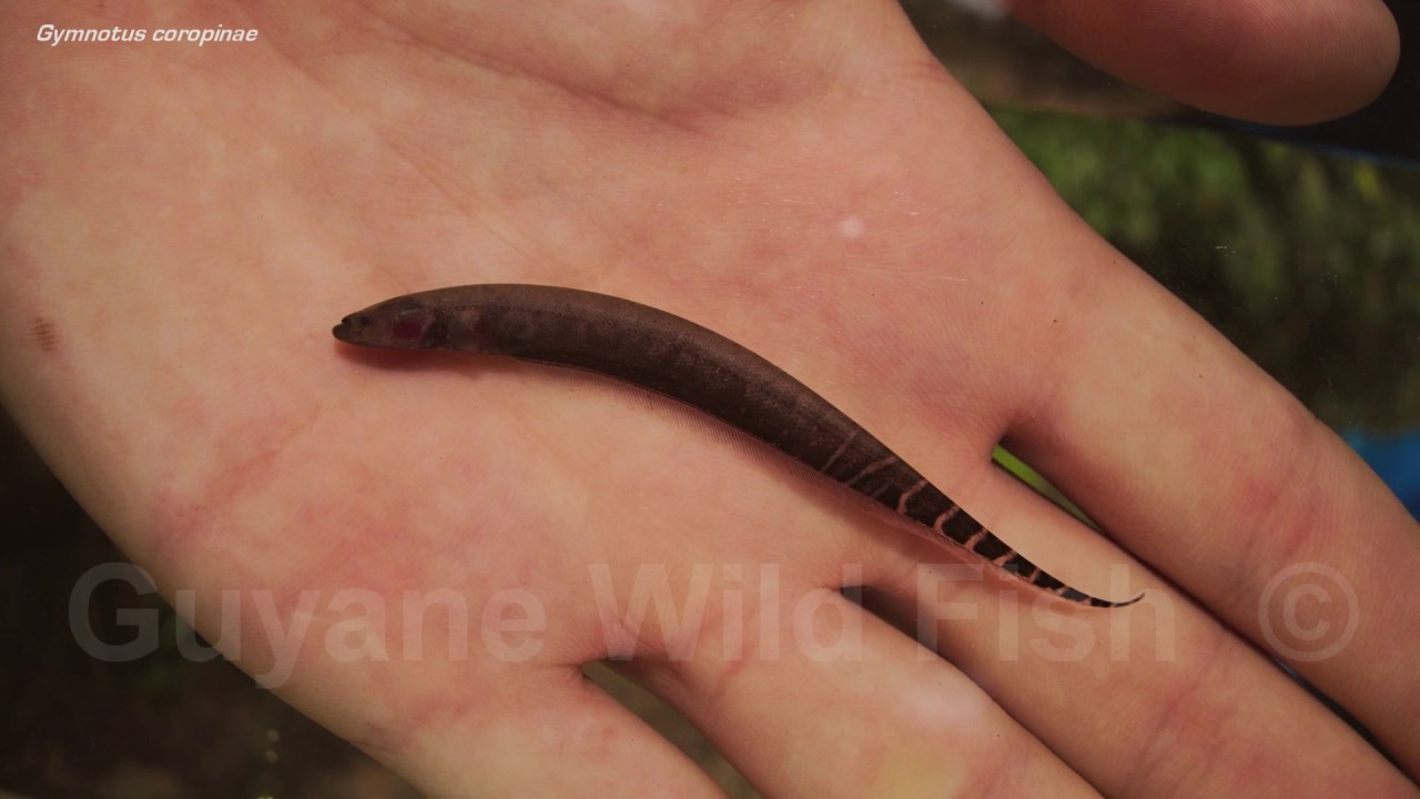 Guyane Wild Fish Association's inventory in the Noussiri (Oyapock River, French Guiana)