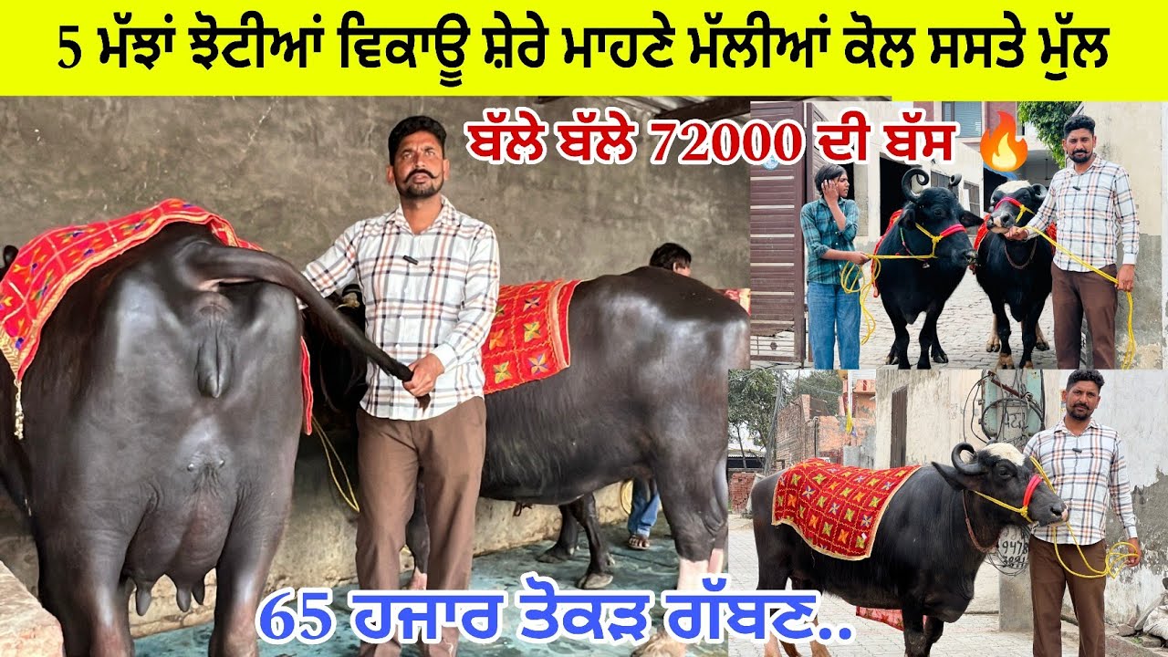 ਸ਼ੇਰੇ ਮਾਹਣੇ ਮੱਲੀਆਂ ਕੋਲ 5 ਮੱਝਾਂ ਝੋਟੀਆਂ 62000 ਤੋਂ ਮੁੱਲ ਸ਼ੁਰੂ ਤੋਕੜ ਗੱਬਣ/ ਤਰਨਤਾਰਨ 