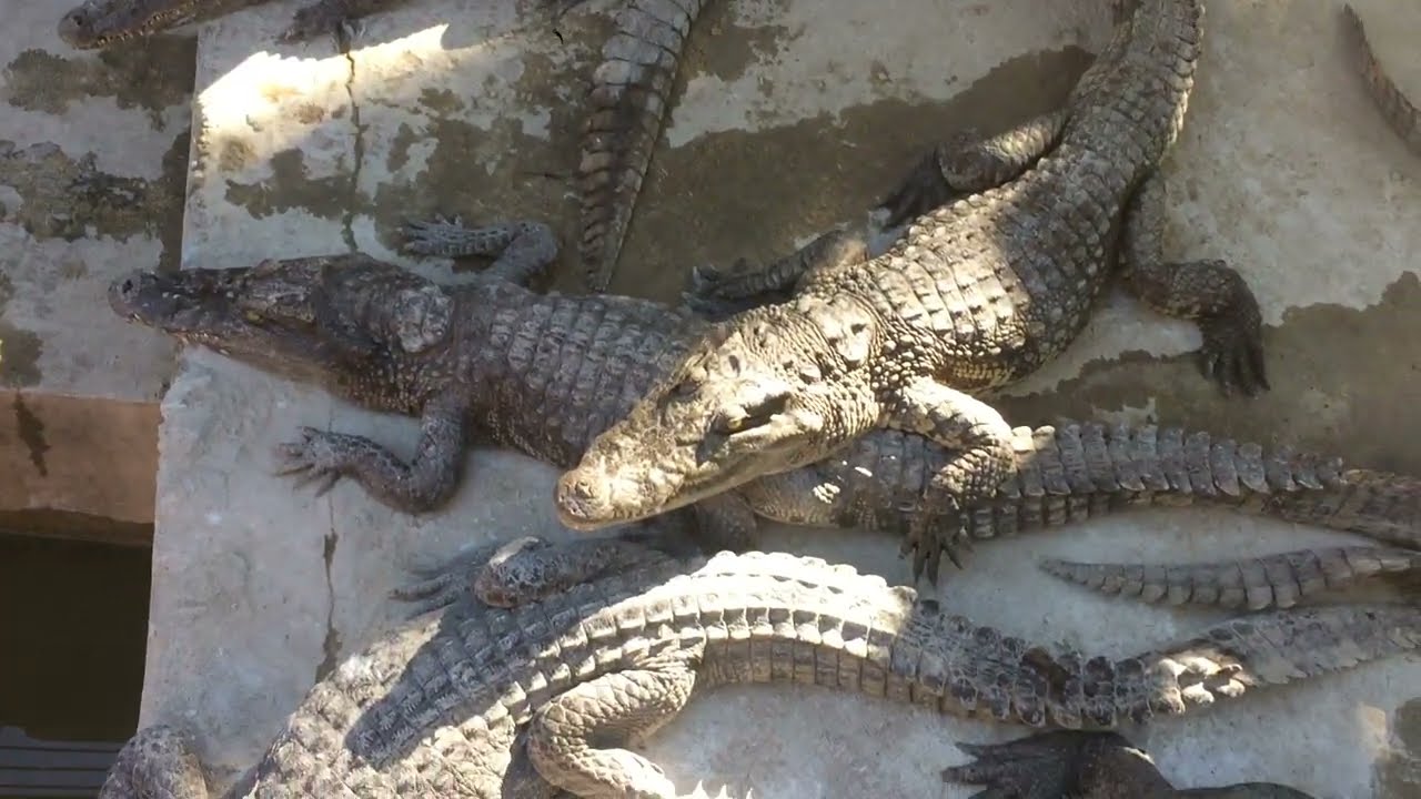 Alligator / Crocodile / Crocodile Eat Food / Crocodile Farm Feeding #9