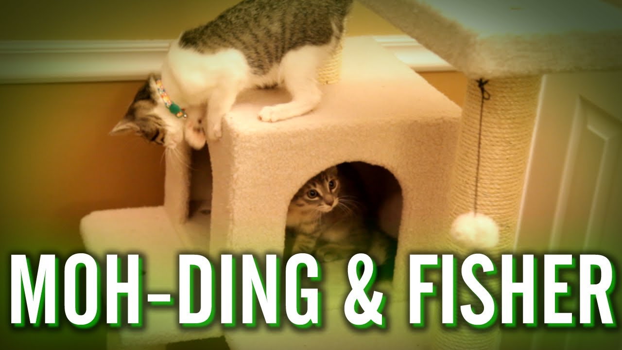Moh-Ding & Fisher's Playdate