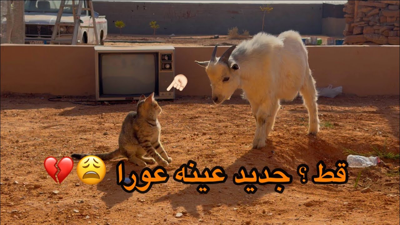 جانا القط الاعور الجديد 🤦🏻🥺💔