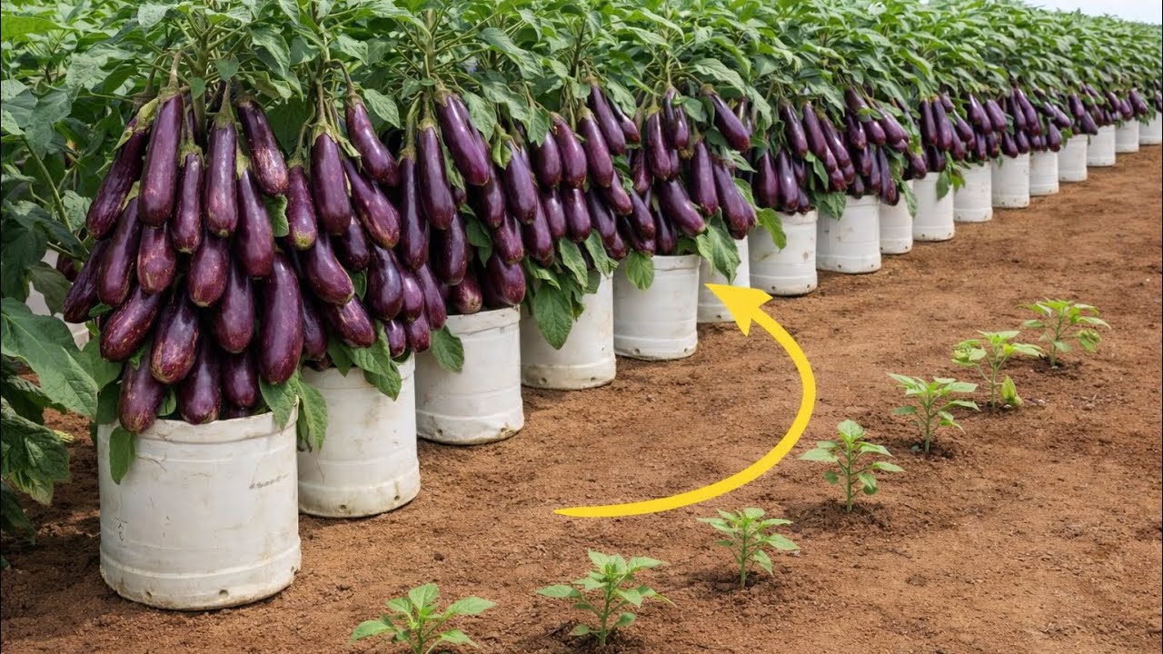 Have you ever tried growing eggplant on your rooftop?