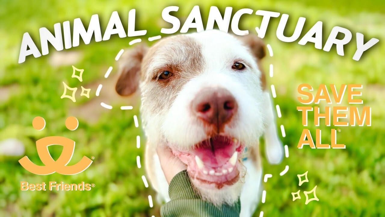 🐶  Volunteering in Utah: My Experience at Best Friends Animal Sanctuary!