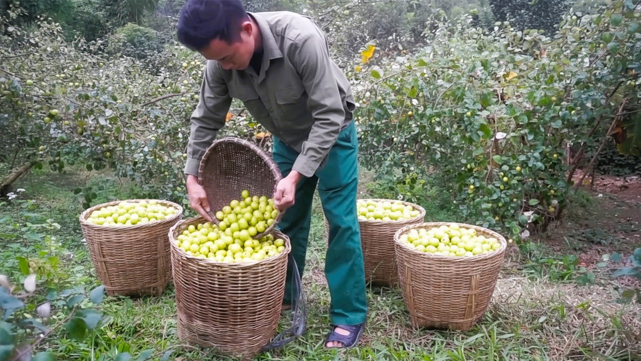 Simple Rural Life Harvesting Fresh Orchard Apples and Packing Them for the Morning Market Sale