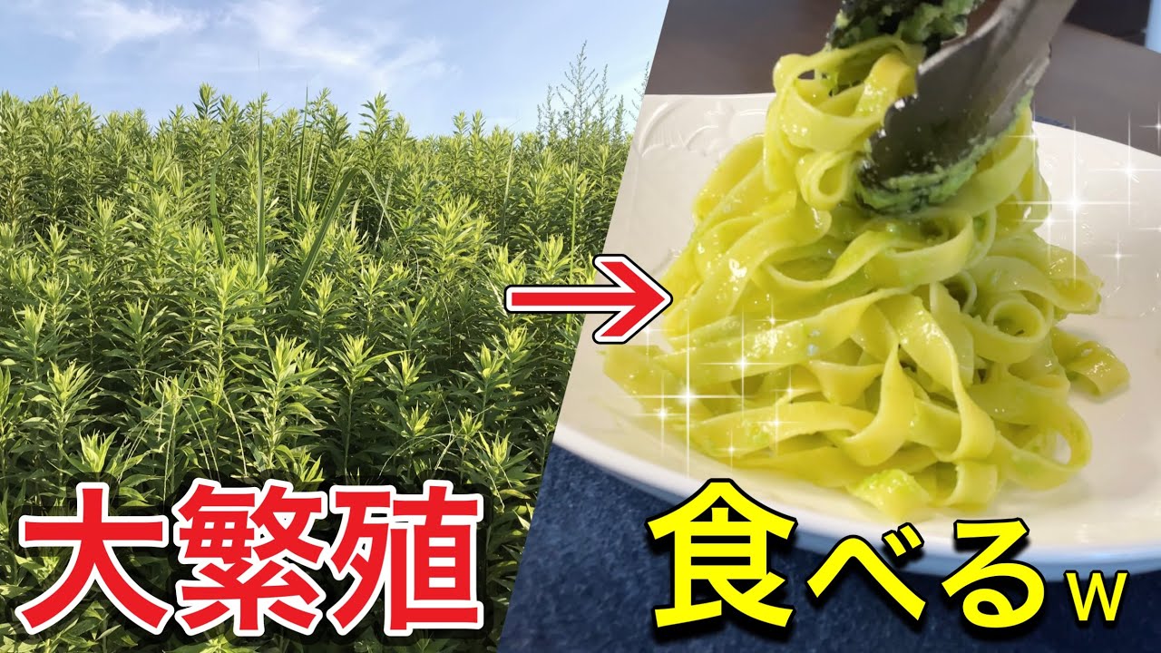 【¥0】美味すぎ外来種『セイタカアワダチソウ』のジェノベーゼ